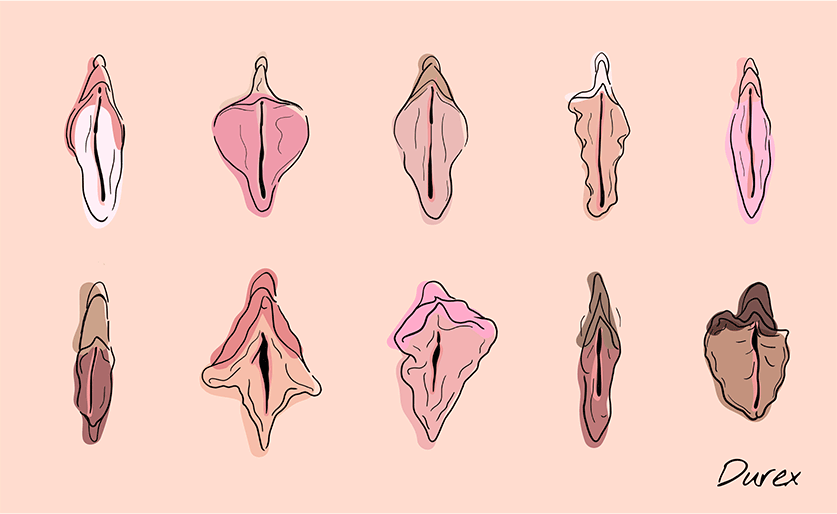 vulva img natural-size